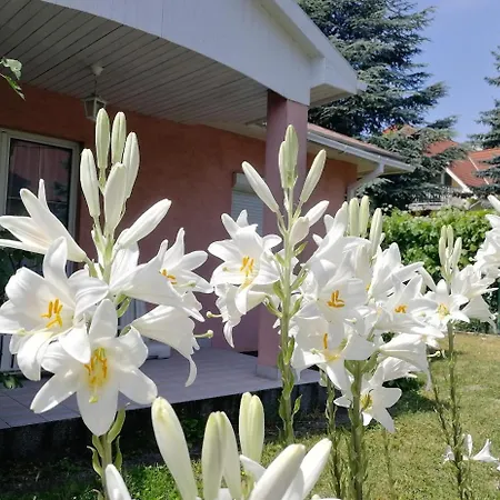 Feszek Apartmanhaz Apartmán